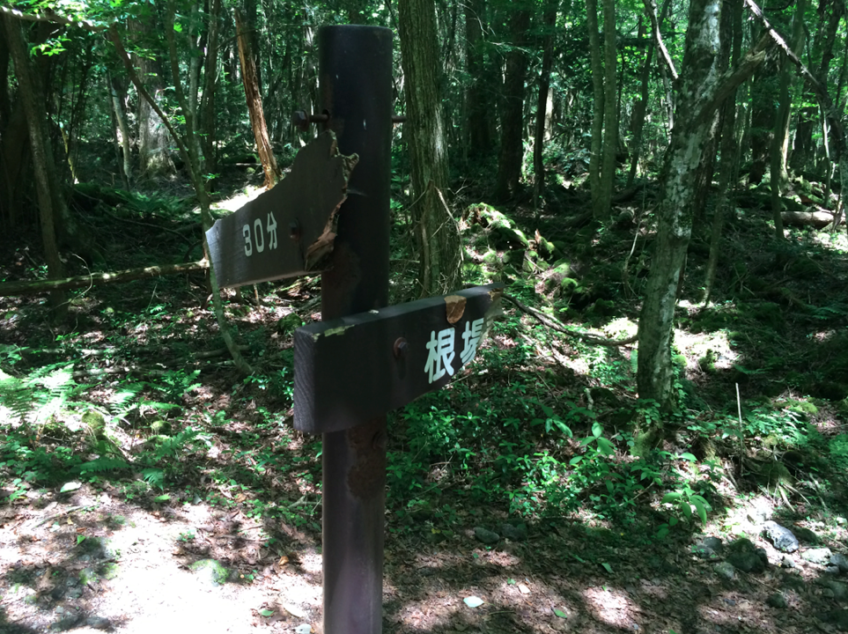 Forêt maudite Aokigahara
