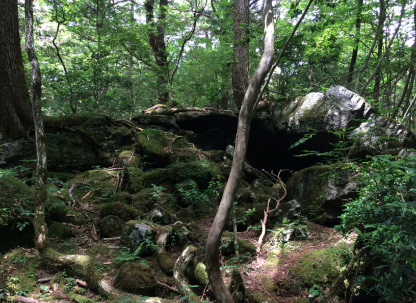 Forêt maudite Aokigahara