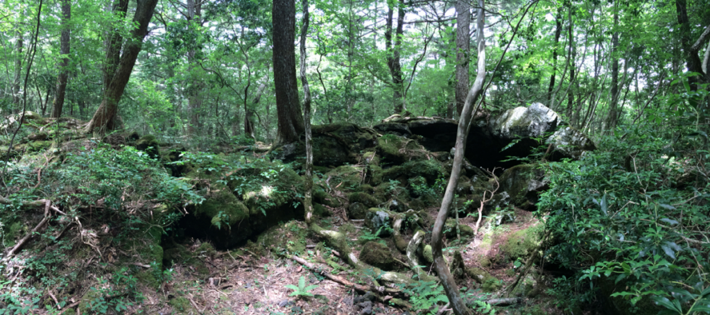 Aokigahara-9