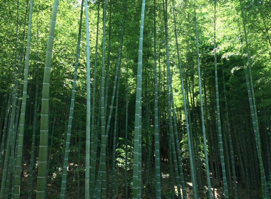 Bambouseraie-Arashiyama-Kyoto