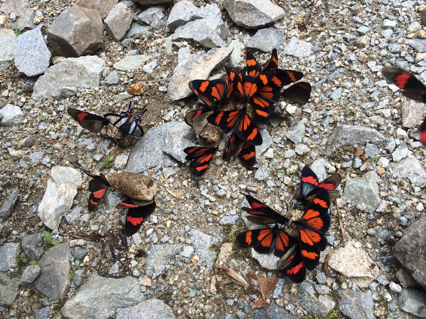 Papillons-Machu-Picchu
