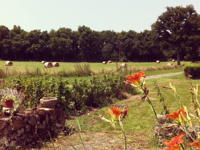 Week-end-ferme-Poitou-champ