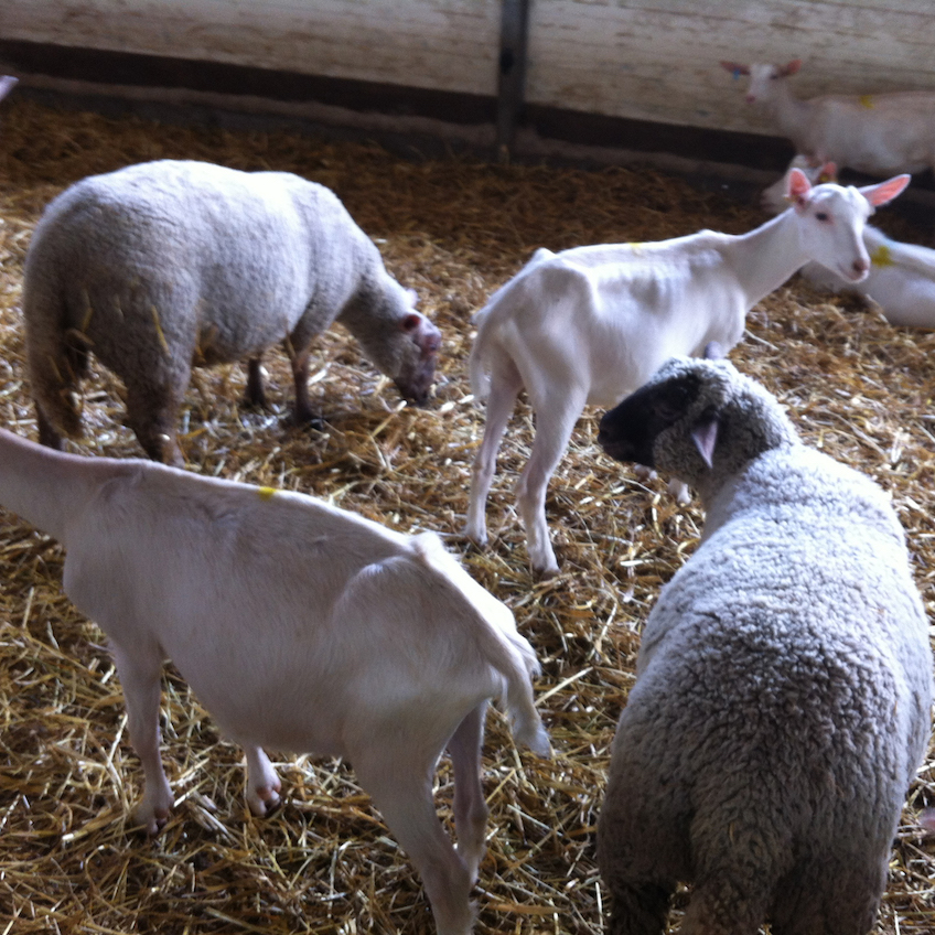Week-end-ferme-Poitou-chevre-mouton
