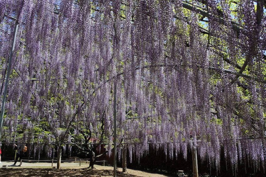 Parc Ashikaga Nikko