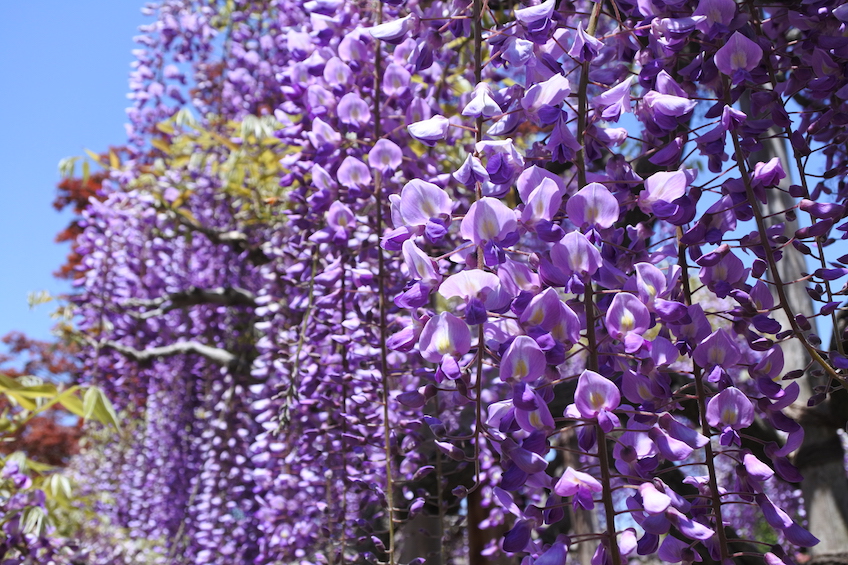 Parc floral d’Ashikaga