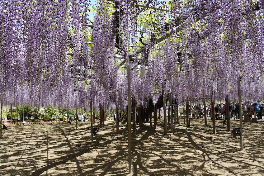 Parc Ashikaga Nikko