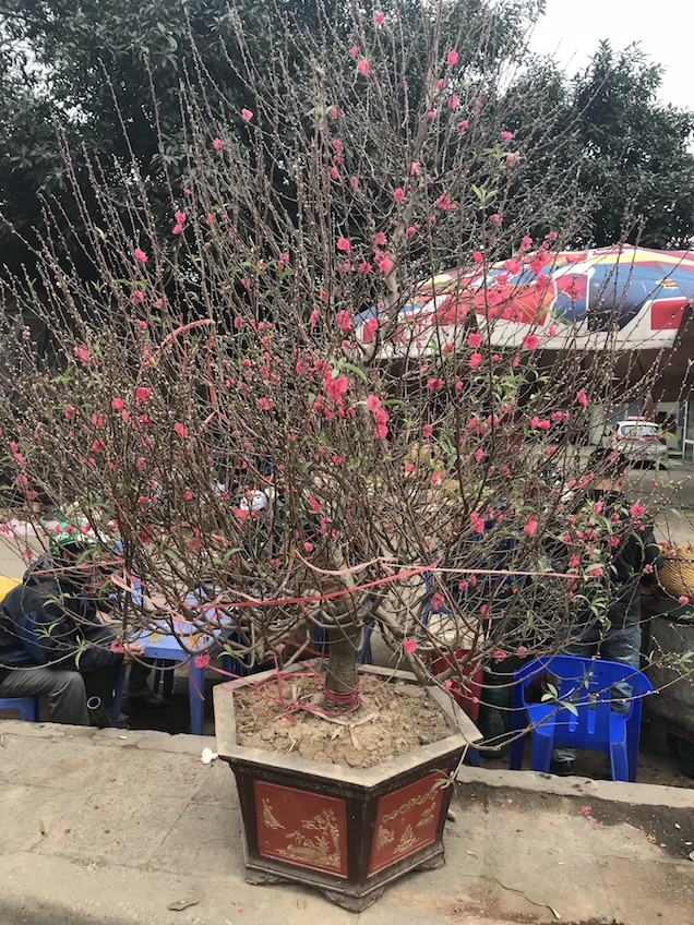 Cerisier Têt Vietnam