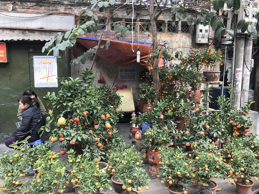 Kumquats Têt Vietnam