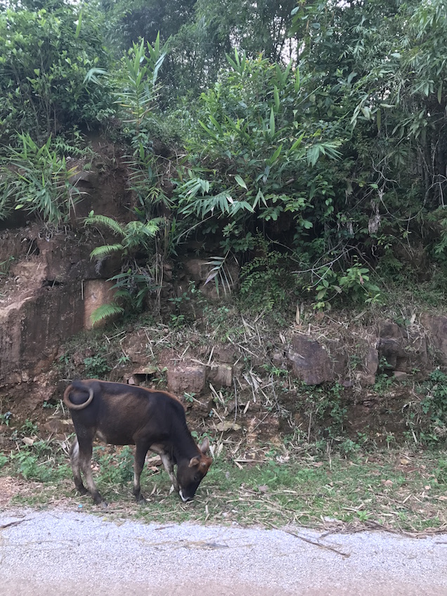 Mai Chau