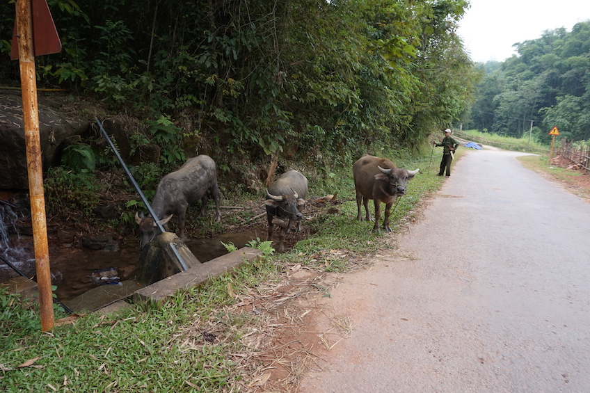 Mai Chau buffles