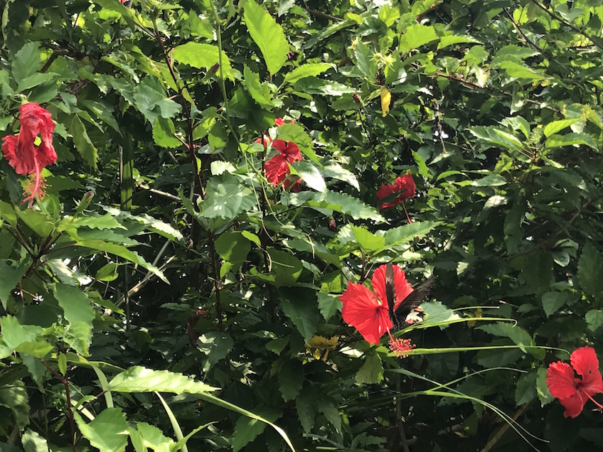 Mai Chau Vietnam