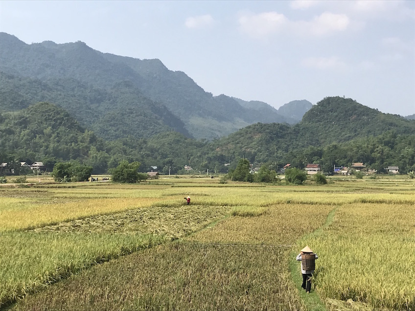 Mai Chau rizieres