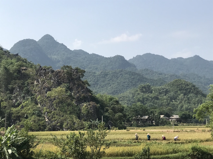 Mai Chau rizieres