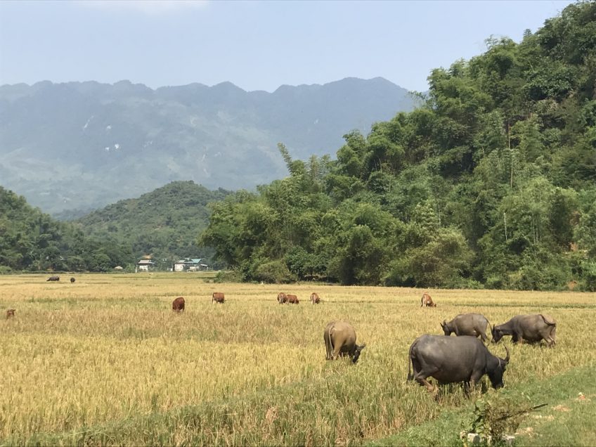 Mai Chau rizieres