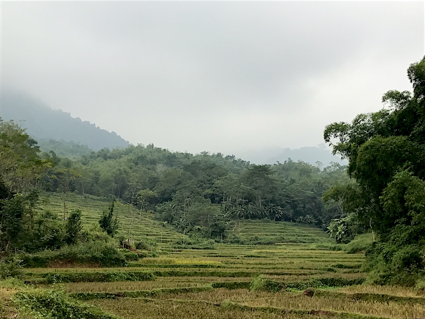 Mai Chau rizieres terrasses