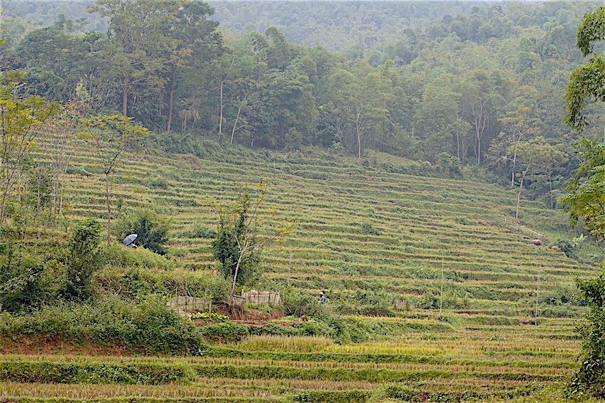 Mai Chau rizieres