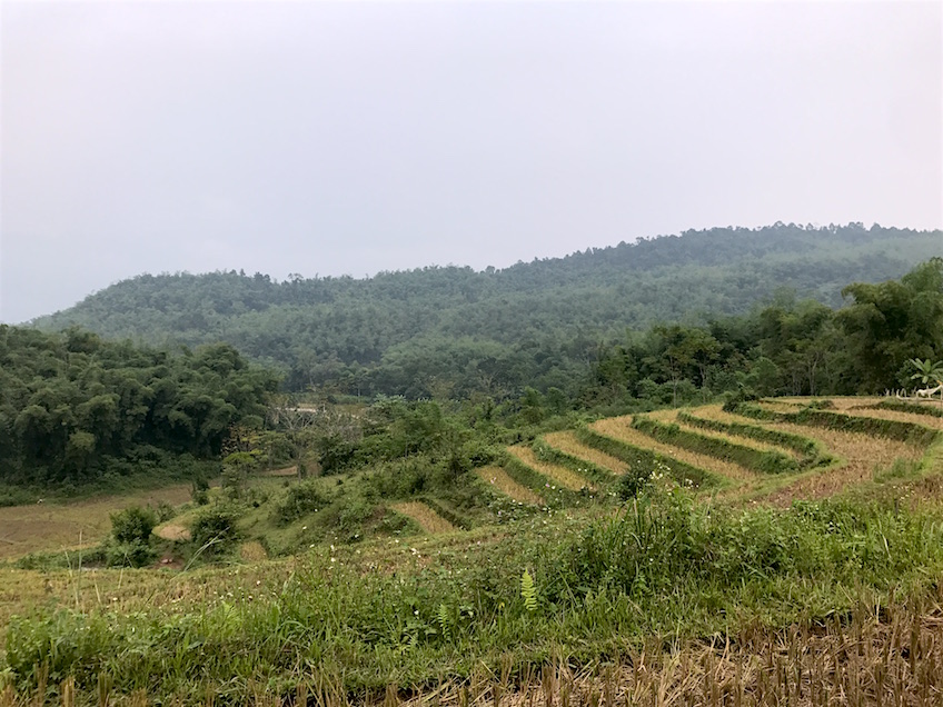 Mai Chau rizieres