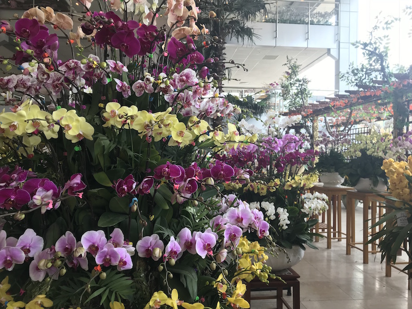 Orchidées Têt Vietnam