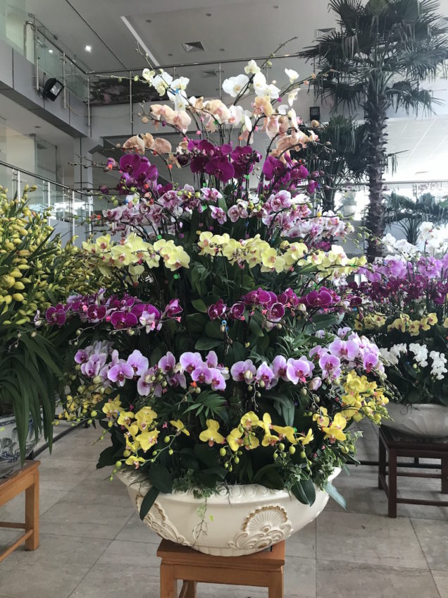 Orchidées Têt Vietnam