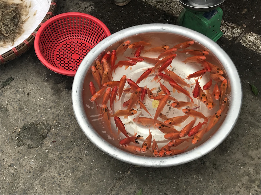 Poissons Têt Vietnam