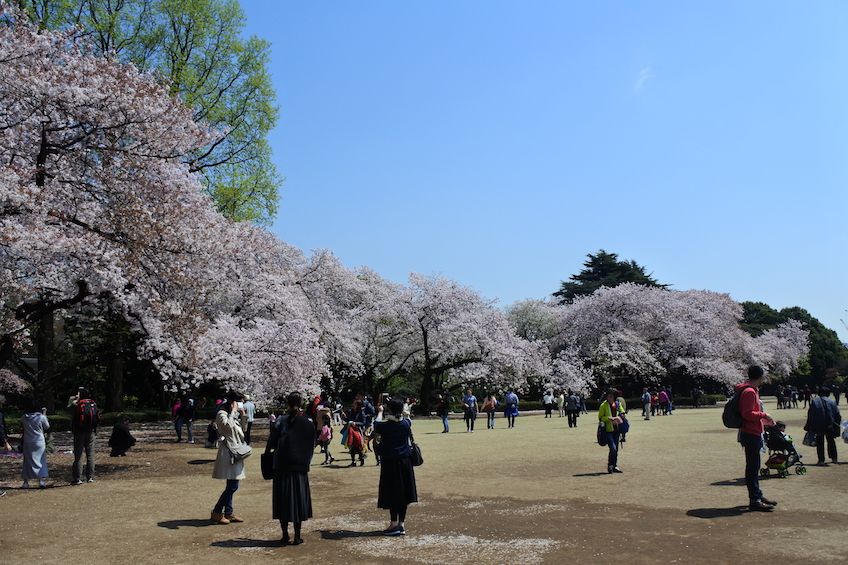 Sakura Shinjuku gyoen Tokyo