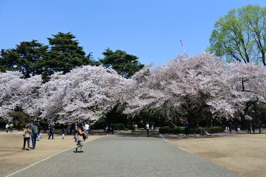 Sakura Shinjuku gyoen Tokyo