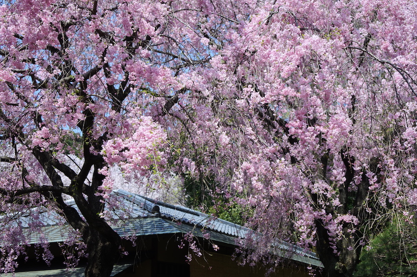 Sakura Shinjuku gyoen Tokyo
