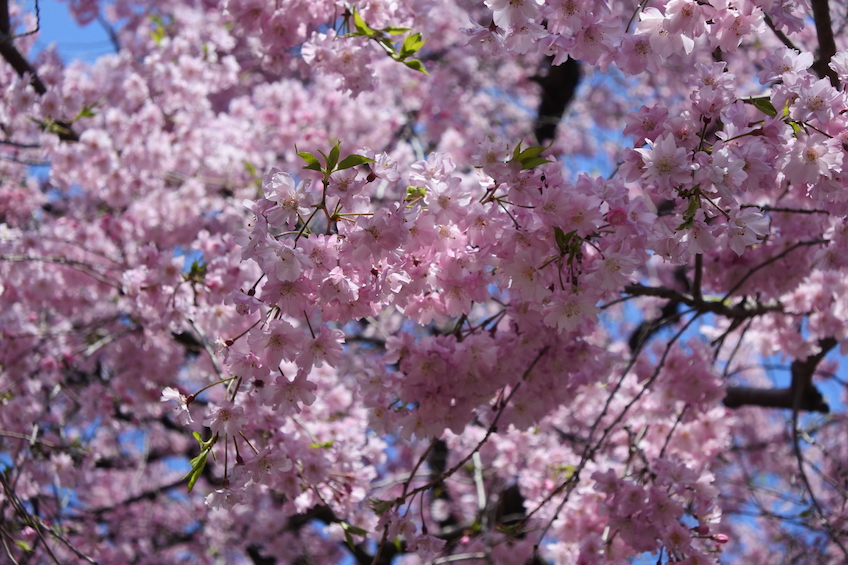 Sakura Shinjuku gyoen Tokyo