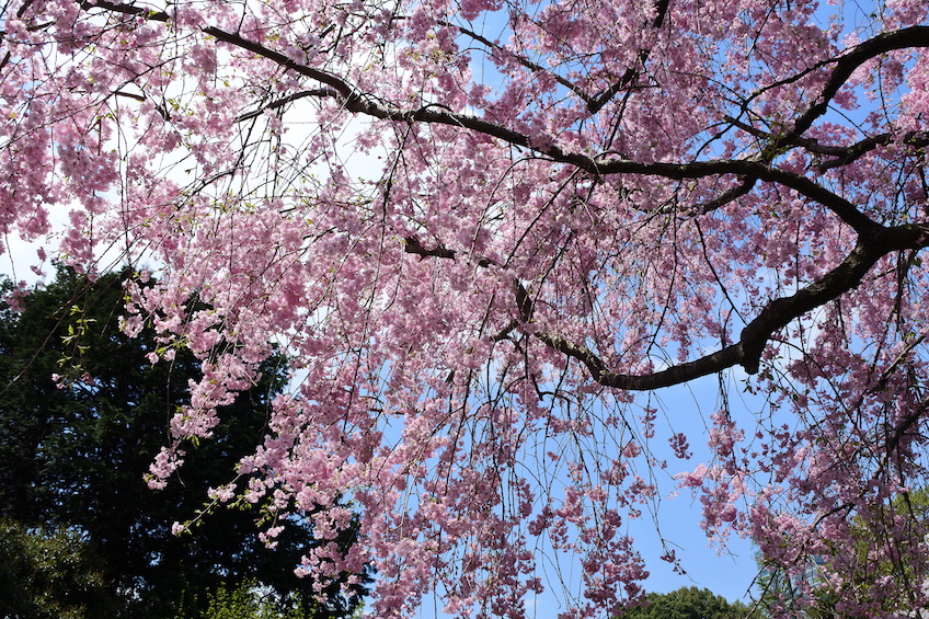 Sakura Shinjuku gyoen Tokyo