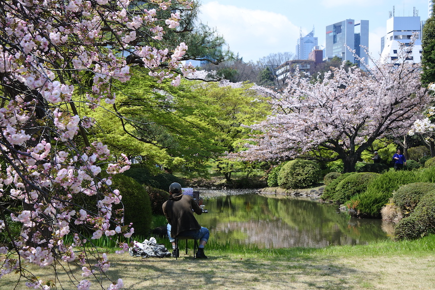 Sakura Shinjuku gyoen Tokyo