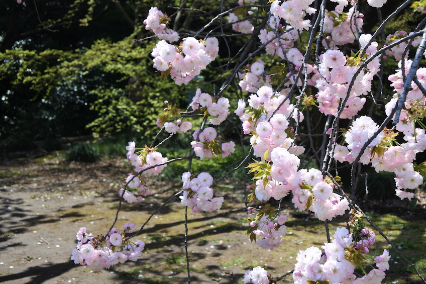 Sakura Shinjuku gyoen Tokyo