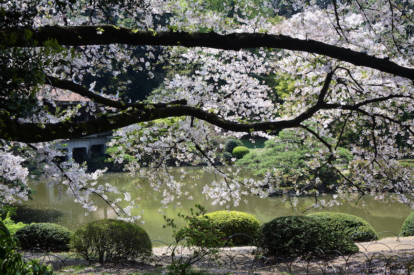 Sakura Shinjuku gyoen Tokyo