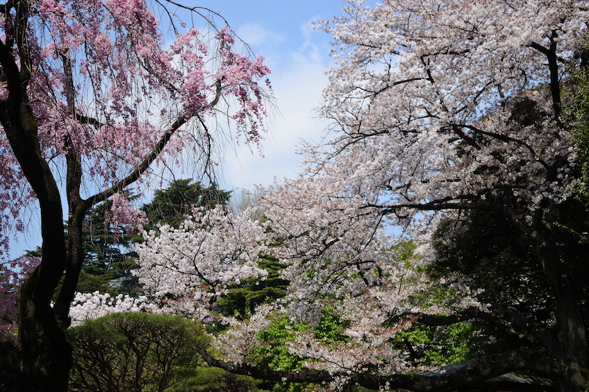 Sakura Shinjuku gyoen Tokyo