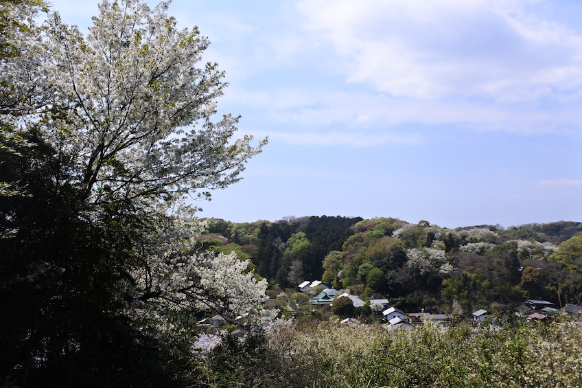 Sakura Kamakura Japon