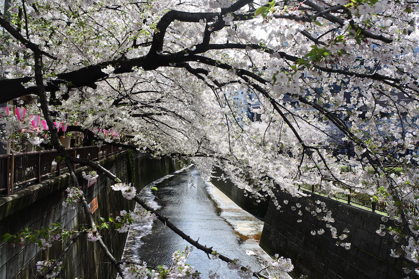 Cerisiers Meguro-gawa Tokyo