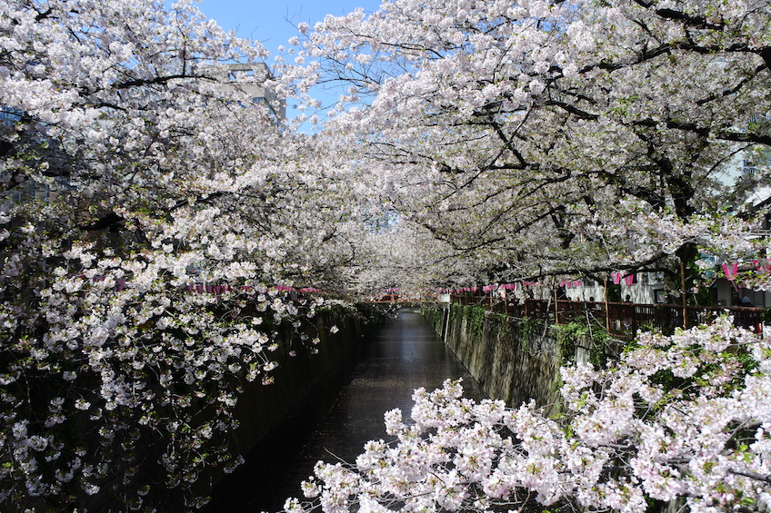 Cerisiers Meguro-gawa Tokyo