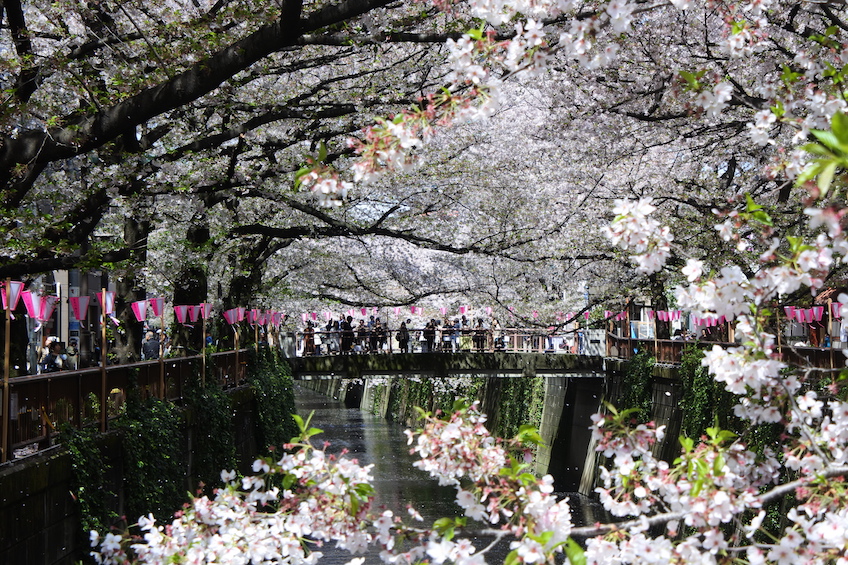 Cerisiers Meguro-gawa Tokyo