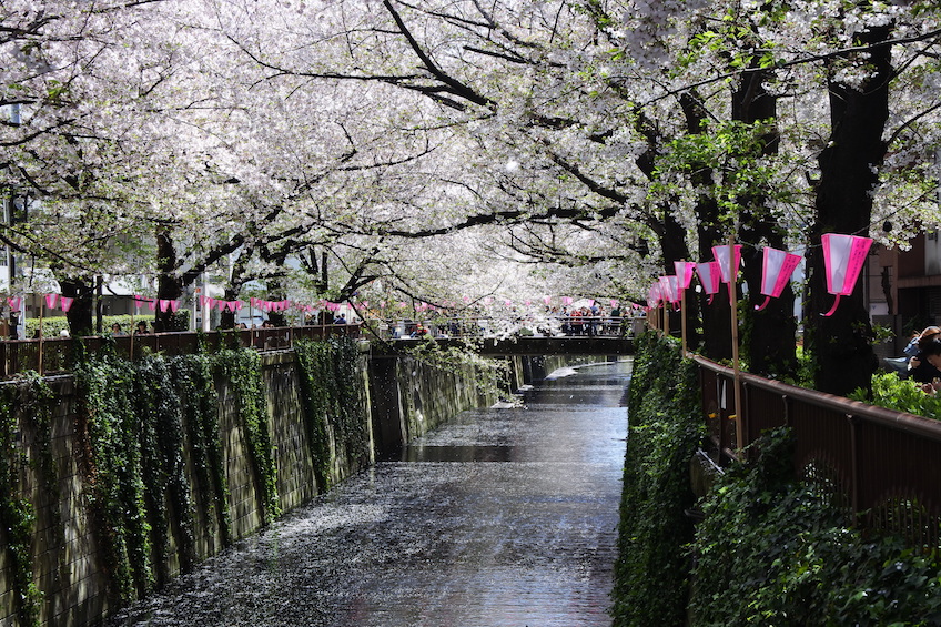 Cerisiers Meguro-gawa Tokyo