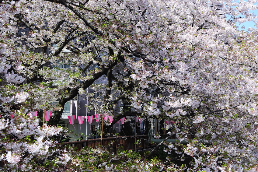 Cerisiers Meguro-gawa Tokyo