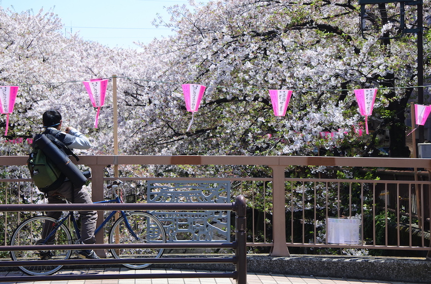 Cerisiers Meguro-gawa Tokyo