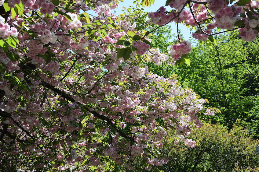 Sakura Parc Ashikaga