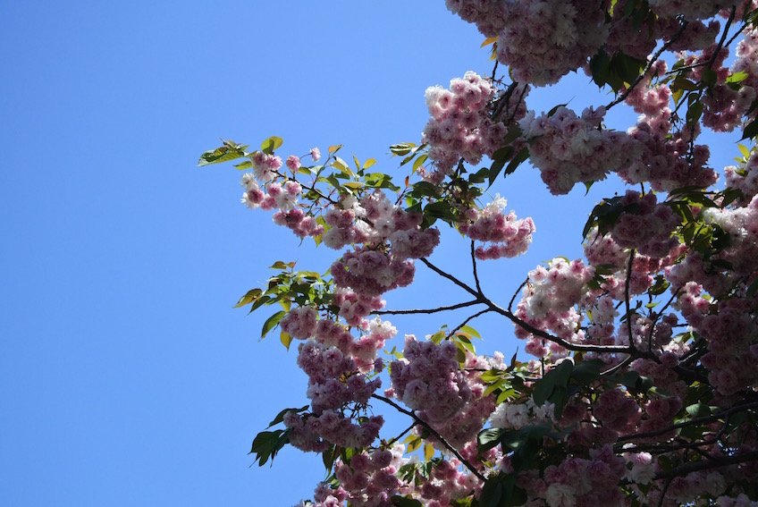 Sakura Parc Ashikaga