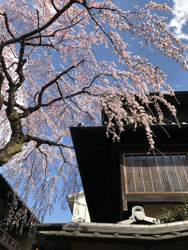 Sakura Higashiyama Kyoto