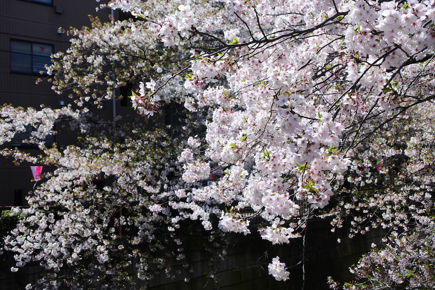 Sakura Meguro Tokyo