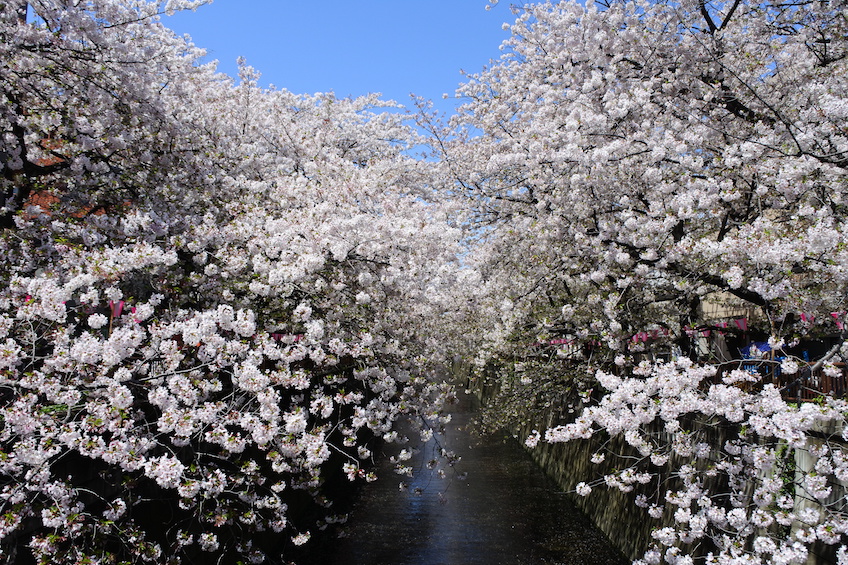 Sakura Meguro Tokyo