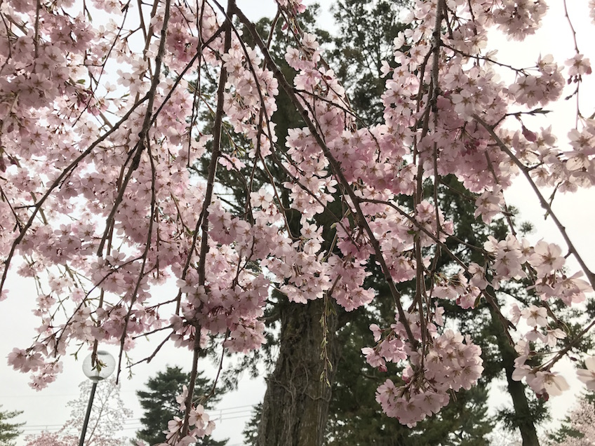 Voir les sakura au Japon