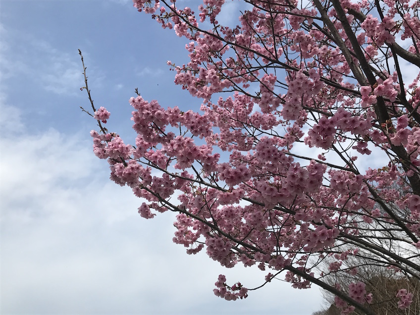 Sakura Fukuoka