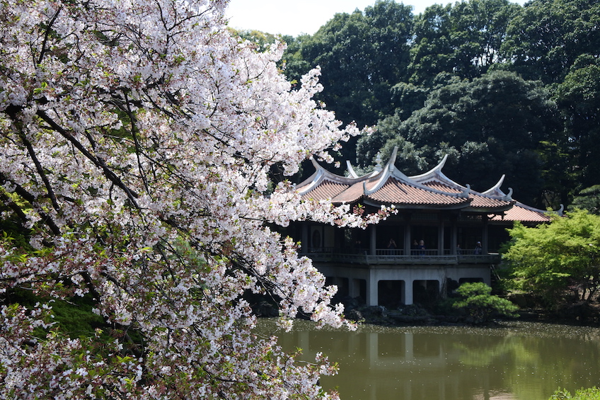 Sakura Shinjuku Kyoen Tokyo