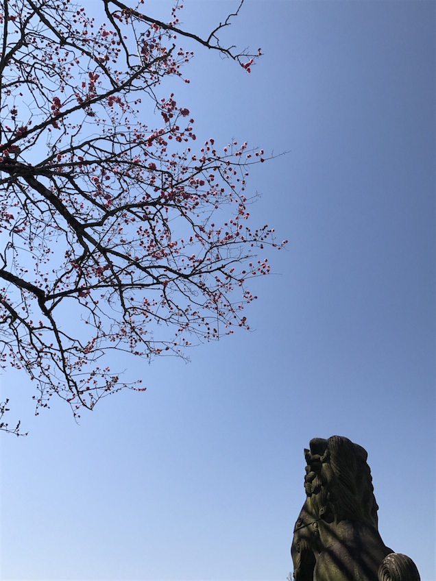 Sakura bourgeons Kiyomizu Dera