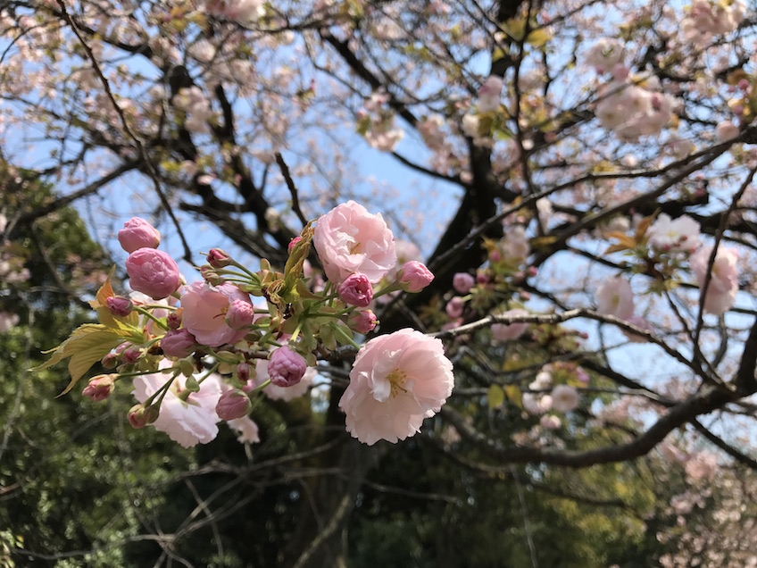 Bourgeon Sakura Japon